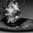 Treeline Pottery, SaltSpring Island